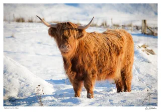 Hairy and Horny
