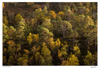 Pines and Birches